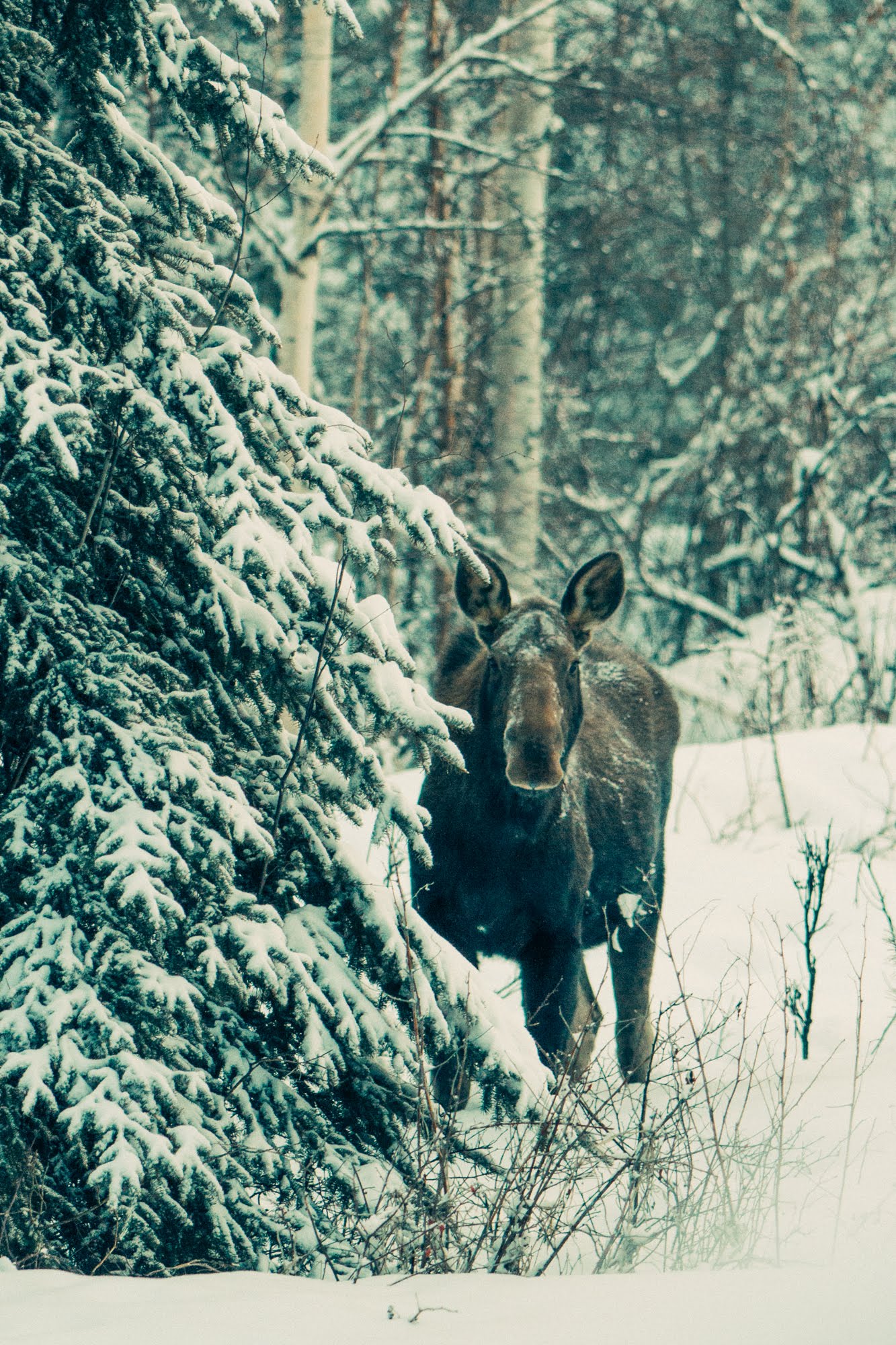 Welcome To The Grizzly Lodge | Alaska Grizzly Lodge